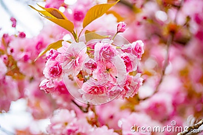 Bright pink cherry blossums Stock Photo