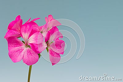 Bright pink flower on a blue background close-up. Minimalism. Idea - postcards, layout, mockup. horizontal photo. Stock Photo