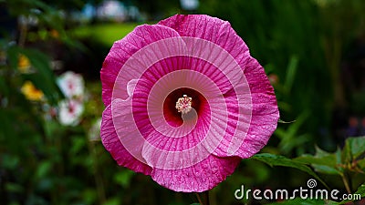 Bright pink flower of hibiscus (Hibiscus rosa sinensis) on green background - Hawaiian wild pink Hibiscus Plant Stock Photo