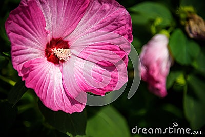 Bright pink flower of hibiscus Hibiscus rosa sinensis on green background. Karkade native to tropical regions. Hawaiian wild pink Stock Photo