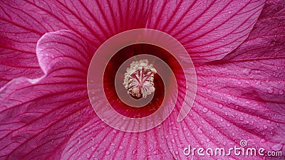 Bright pink flower of hibiscus (Hibiscus rosa sinensis) - Hawaiian wild pink Hibiscus Plant Stock Photo