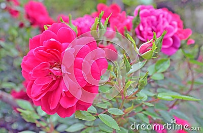 Bright pink flower macro Stock Photo