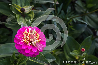 Bright pink flower Stock Photo