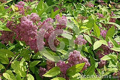 Bright pink flowers in the leafage of Japanese meadowsweet Stock Photo