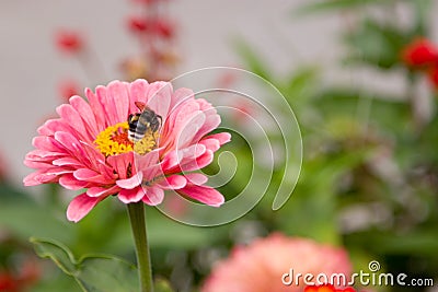 The bright pink flowers in the park. Close-up. Stock Photo