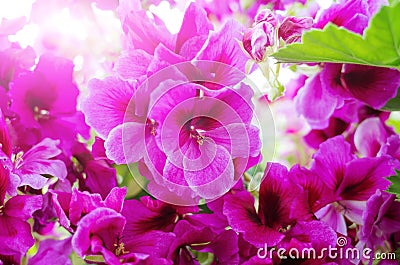 Bright pink flowers of the royal pelargonium close-up. Stock Photo