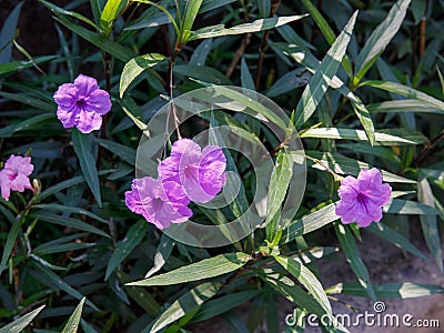 Bright pink flowers of wild mexican petunias Ruellia tweediana Ruellia simplex Stock Photo