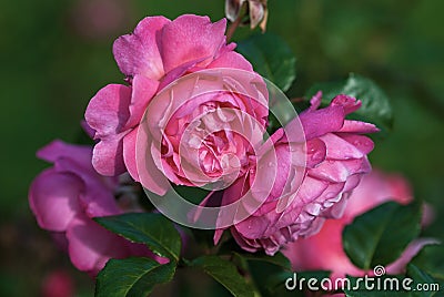 Bright pink garden rose Kolner Flora bred by Kordes, Germany Stock Photo