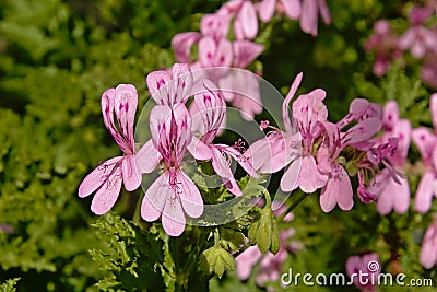 Bright pink geranium flowers - Pelargonium glutinosum Stock Photo