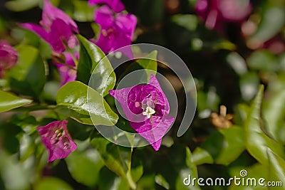 Bright pink great bougainvillea flowers, shot wiht lensbaby lens with artistic blur effect Stock Photo