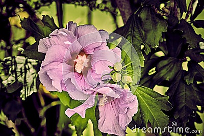 A bright pink hibiscus in a vintage look Stock Photo