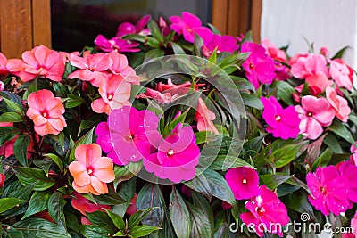 Bright pink impatiens hawkeri, the New Guinea impatiens, in bloom Stock Photo