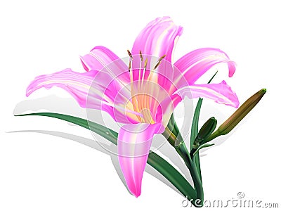 Bright pink lily Vector Illustration