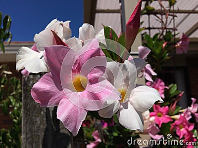 Bright pink Mandevilla flower in garden Stock Photo