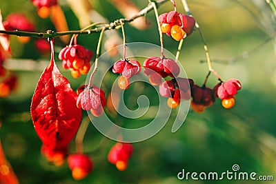 Bright pink-orange seeds of Euonymus verrucosa on a branch on a green background on a sunny day Stock Photo