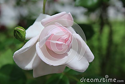 Light pink fragrant rose with petals beginning to open under warmth of sunny day and higher temperatures Stock Photo