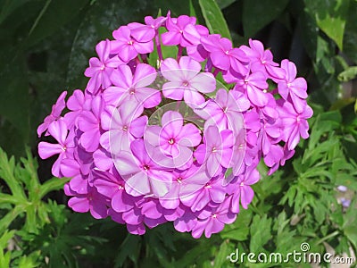 Bright Pink Phlox Flower Stock Photo