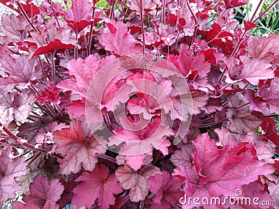 Heuchera `Indian Summer Coralberry` Stock Photo