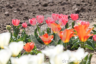 Bright pink, white and orange tulip flowers in garden Stock Photo