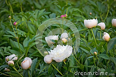 Bright pink and white peonys spring blossom Stock Photo