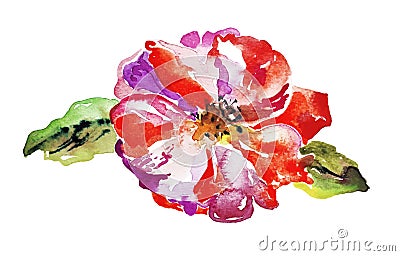 Bright poppy flower isolated on white background Vector Illustration