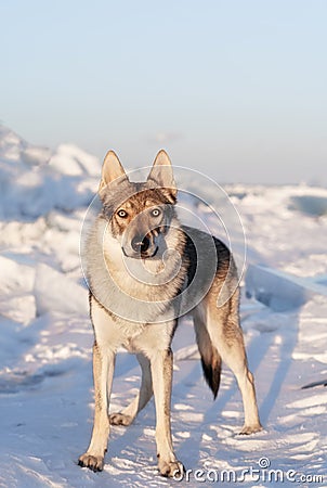 Bright portrait of a crossbreed dog and wolf standing in snow at sunset. Ice hummocks on background. Stock Photo