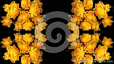 Bright Powerful Yellow Roses Abstract Background Stock Photo
