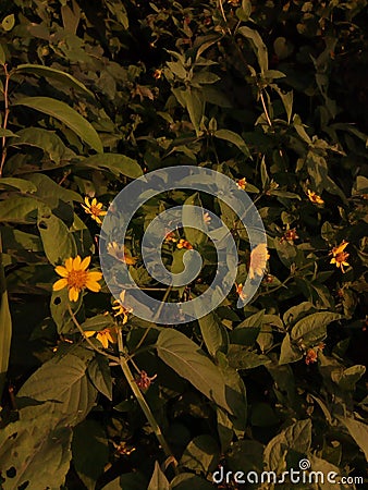 Bright, pretty little field sunflowers Stock Photo