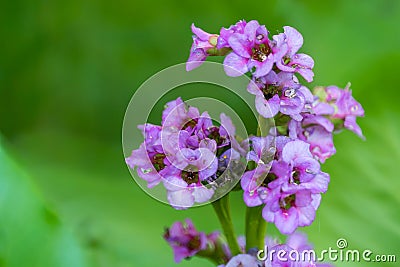 Bright purple bergenia flowers on a blurred green background. Stock Photo