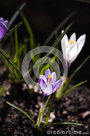 Bright purple crocus under the sun Stock Photo