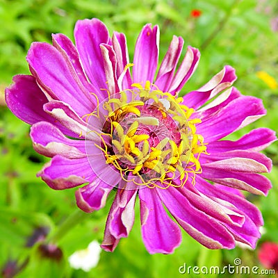 Bright purple Dahlia Zinnia flower with yellow pollen around the capitulum Stock Photo