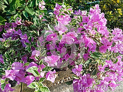 Bright purple decorative paper flowers exposed to morning sunlight Stock Photo