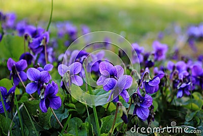 bright purple flowers on the grass Stock Photo