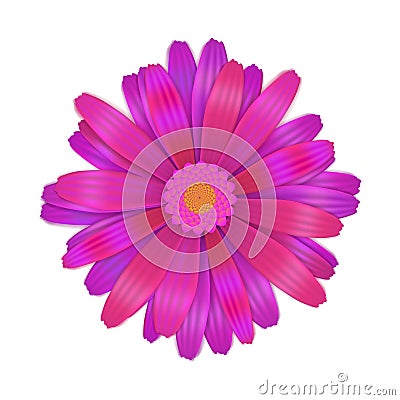 Bright purple gerbera flower on white Vector Illustration