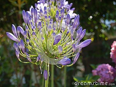 Bright purple and green agapanthus flower Stock Photo