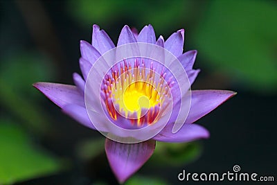Bright purple lotus flower on fish pond Stock Photo