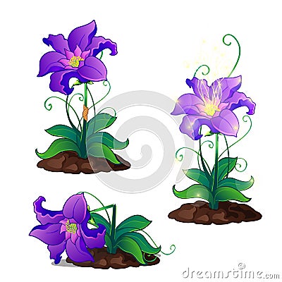 Bright purple magic flowers grows in ground Vector Illustration