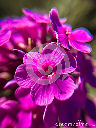 Bright purple phlox flowers Stock Photo