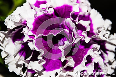 Bright purple terry petunia flower in the garden close-up Stock Photo