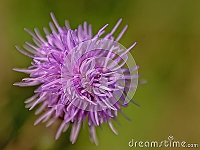 Bright purple thistle flower macro Stock Photo