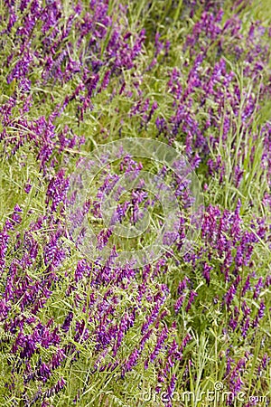 Bright Purple Wildflowers Stock Photo