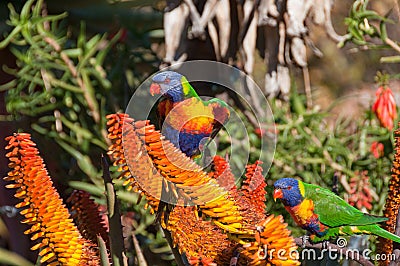 Bright rainbow lorikeet birds sitting on aloe flower Stock Photo