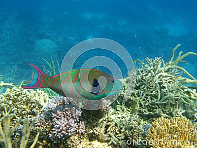 Bright rainbow parrotfish on reef Stock Photo