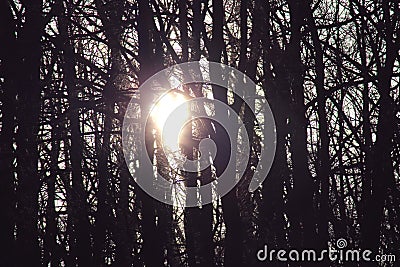 The sun shines through the trees Stock Photo