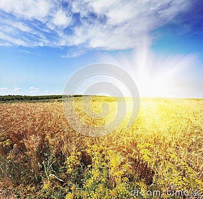 Bright rays of sunlight Stock Photo