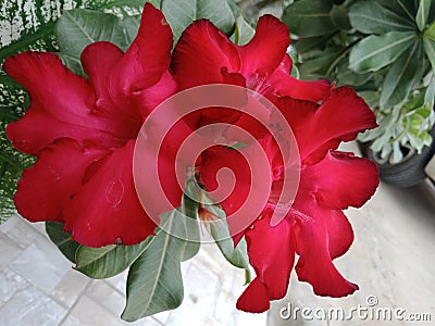 bright red adenium Red flowers blooming Stock Photo