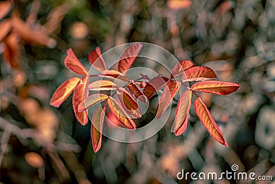 Bright red autumn rosehip leaves Stock Photo
