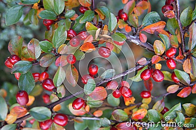 Bright red berries of bearberry cotoneaster Cotoneaster dammeri Stock Photo