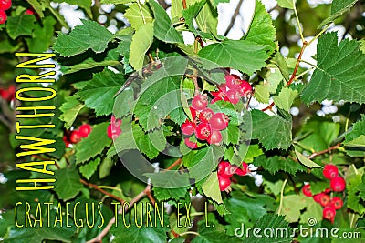 Bright red berries of the hawthorn CRATAEGUS TOURN. EX L, growing naturally. They are used in herbal medicine for ailments as well Stock Photo