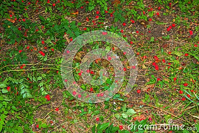 Bright red berries of the hawthorn CRATAEGUS TOURN. EX L, growing naturally. They are used in herbal medicine for ailments as well Stock Photo